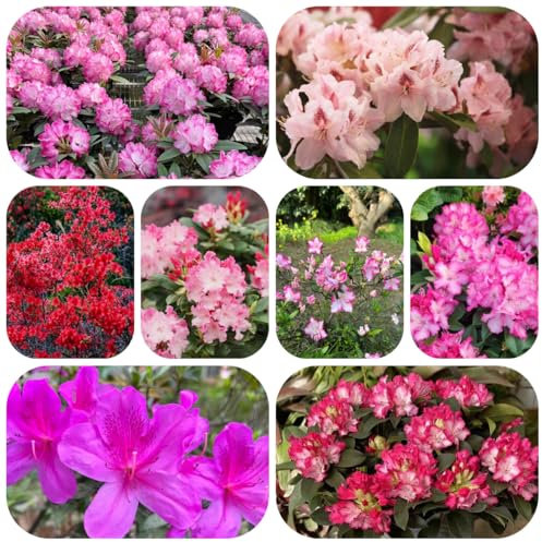 semillas de bonsái de azalea Plantas colgantes perennes resistentes jardín interior planta maceta hoja perenne resistente jardín plantas decorativas azalea rododendro balcón 250pcs