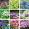 Potseed 200 Stück Riesen Allium Giganteum Blume Pflanze Lila Allium Organic Wunderschöne Blumen für die Dekoration Garten: Gemischt