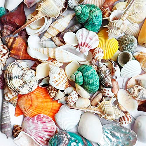 Shells Mixed, Natur Muscheln, Strandmuscheln, Bastelmuscheln, Deko Muscheln, für Vase Füllstoffe, Strand Thema Party Hochzeit Dekor, Kerze Herstellung, Gewicht ca. 230g