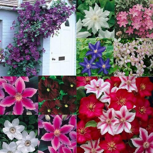 100 Stück gemischte Clematis-Blumensamen