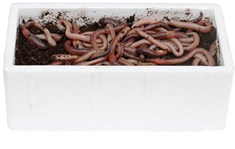 proinsects Tauwurm 48er 1 Packung 4260504710751 Angelwürmer Kanadischer Tauwurm