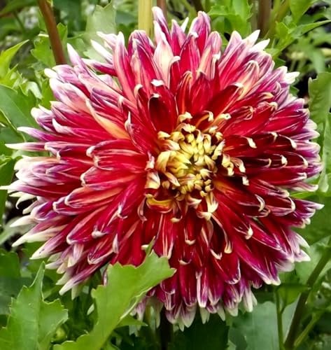 Dahlienknolle : Dahlia - Dahlie Dekodahlie Akita 1 Knolle/Rhizom