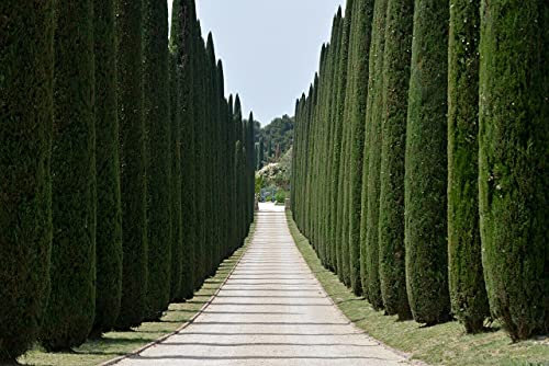 25 Seeds of Italian Cypress (Cupressus Sempervirens Stricta)