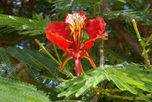 Flammenbaum, Flamboyant - Delonix regia - 10 Samen !!!