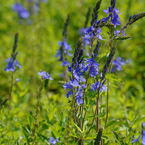 Blumixx Stauden Veronica austriaca 'Königsblau' - Büschel-Ehrenpreis, im 0,5 Liter Topf, blau blühend