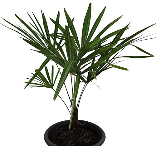 Winterharte Hanfpalme **Trachycarpus fortunei** 10 Samen ***Bis -20 Crad Frosthart***