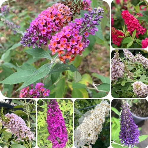 200 pz Semi resistenti di Buddleia, Buddleia Piante da balcone resistenti che sollevano semi da aiuola Buddleja, Buddleia tricolore balcone fiorito, regali da giardino per le donne