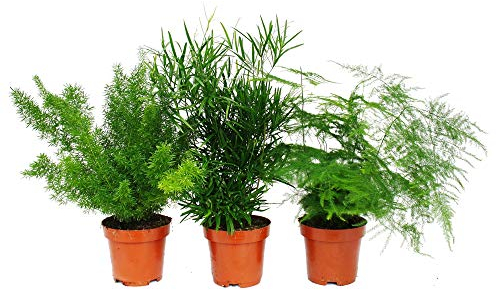Exotenherz - Zierspargel - 3er Set - 3 verschiedene Asparagus Pflanzen