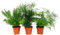 Exotenherz - Zierspargel - 3er Set - 3 verschiedene Asparagus Pflanzen