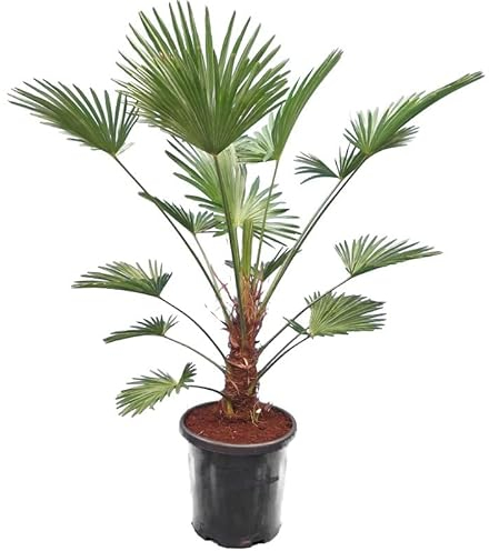 Trachycarpus wagnerianus Frosty - Stamm 50-60 cm - Gesamthöhe 170-190 cm - Topf Ø 32 cm [Palette]