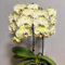 100 pcs Samen-orchideen flowers，winterharte kübelpflanzen orchideen echte pflanzen garten pflanzen，deko garten pflanzensamen，blumensamen mehrjährig winterhart Dekorative Pflanzen，blumensamen