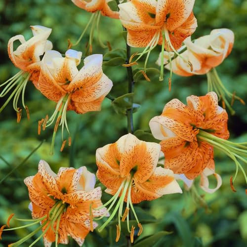 2 x Lilium Species Lady Alice – Dramatic Orange Blooms – Spring Flowering Bulbs – Mildly Fragrant Attracting Pollinators – Perennial – for Your Beautiful Garden