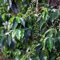 kaffee samen zum pflanzen,kaffeepflanze - wildblumenwiese saatgut mehrjährig, garten hochbeet kaffeebohnen samen blumensamen balkon, blumen garten kräuter samen, bodendecker samen 50pcs