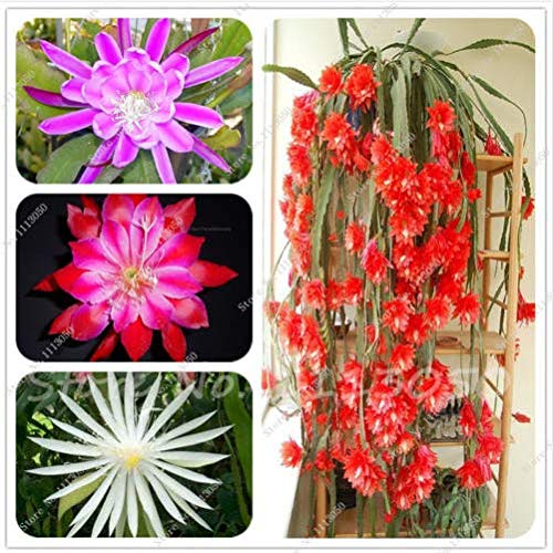 Semi 50 Stück Epiphyllum Bonsai del Fiore Rari Semi Orchidee Kaktus Giardino Domestiche