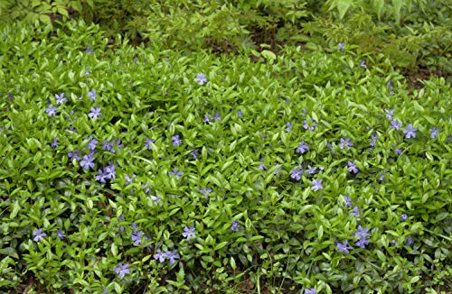 Kleines Immergrün Vinca minor 100 Stück Topf winterhart Bodendecker | 100 Stück, immergrün, robuste Bodenbedeckung, ideal für Beet und Garten, halbschattig bis schattig, mehrjährig