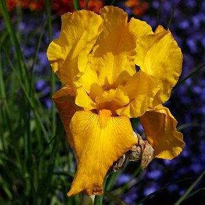 Schwertlilie, Iris barbata-elatior 'Goldfackel'