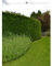 Gemeine Heimische Eibe Taxus baccata 200-225 cm. 18 Heckenpflanzen. Eibenhecke