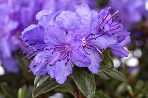 Rhododendron impeditum 'Gristede' 25–30 cm – Winterhart, Immergrün, Mehrjährig – Zwerg-Rhododendron – Zierstrauch für Steingarten & Kübel