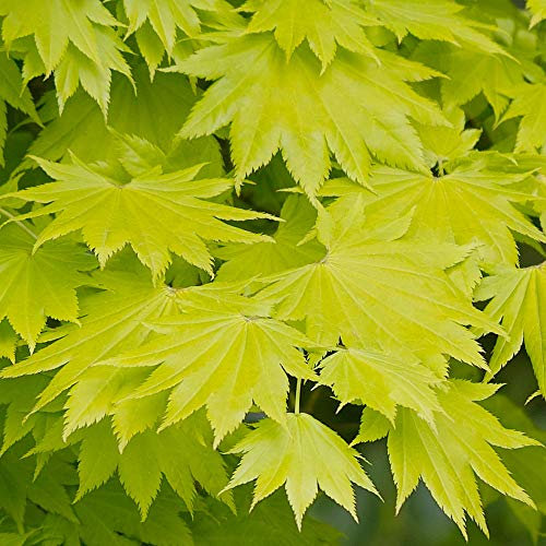 Acer shirasawanum Aureum | Érable du Japon doré Plante de jardin à feuilles caduques Arbuste en pot