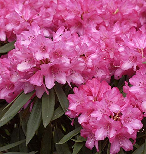 Rhododendron Rosa Perle 30-40cm - Rhododendron makinoi - lebende Gartenpflanze aus den Baumschulen