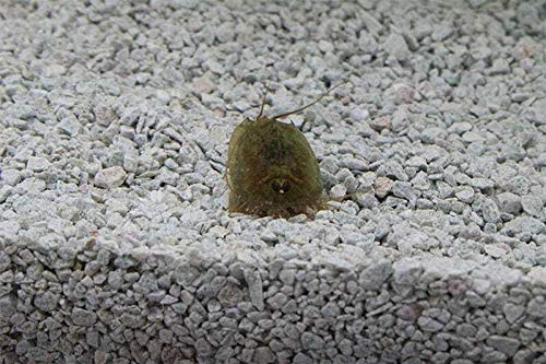 Triops Cancriformis Urzeitkrebse Starter Set Plus mit ca 50 Urzeitkrebs-Eiern / Zysten von Triops King aus Deutschland, Anleitung zur Zucht und Jungtier-Futter und Hauptfutter - Züchte jetzt deine eigenen Urzeitkrebse