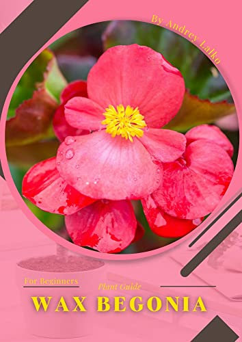 Wax Begonia: Plant Guide
