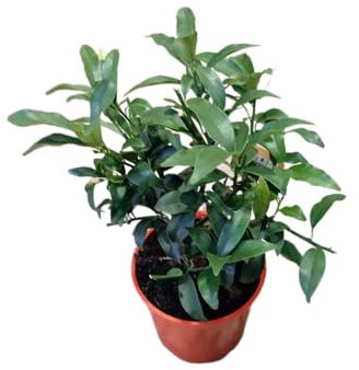 Árbol de Kumquat Natural Frutal de Fácil Cuidado con Mini Naranjas Dulces