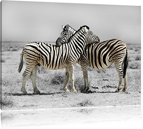 Pixxprint Zebras in der Savanne B&W, Größe: 100x70cm, Leinwandbild, fertig gespannt, Wandbild, Dekoration, Kunstdruck, kein Poster