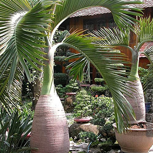 Haloppe 100 Unids Semillas de Plantas de Palmera para la Plantación de Jardín en Casa, Forma de Botella Semillas de Palmera Bonsai Jardín Planta Ornamental Tropical Semillas de Palmera