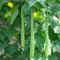 Saterkali Lange Luffa-Samen, 10 Stück lange Luffa-Samen, Schwamm, Gurke, Handtuch, Kürbis, grüne Gemüsepflanze