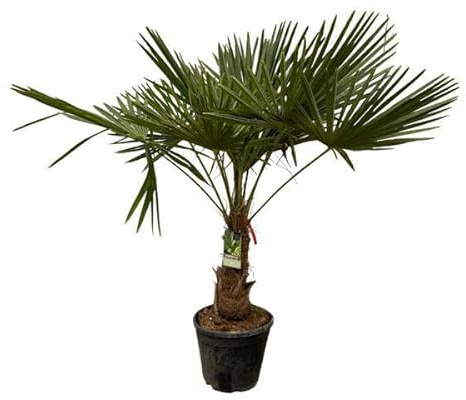 Trachycarpus fortuneii Palmier chinois résistant à l'hiver pour jardin, terrasse ou chambre Hauteur : env. 200 cm Diamètre : 40 cm