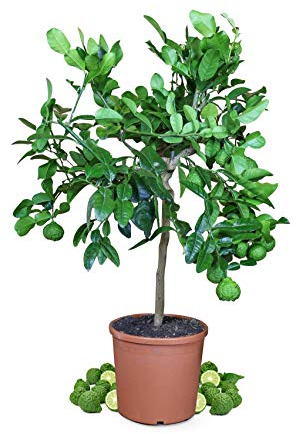 Meine Orangerie - Kaffir Limette Mezzo - Citrus Hystrix - Mauritius Papeda - Echte Kaffernlimette - Veredeltes Zitrus-Stämmchen in Gärtnerqualität im 6,5 Liter-Topf - Höhe 60-70cm