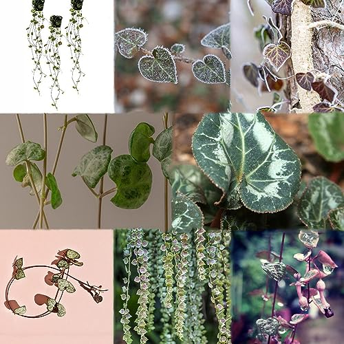 200 pcs Ceropegia woodii samen - deko wohnzimmer modern fleischfressende pflanzen,Sukkulenten,succulent plants,sukkulente plant saatgut alte sorten stauden winterhart mehrjährig dekopflanzen