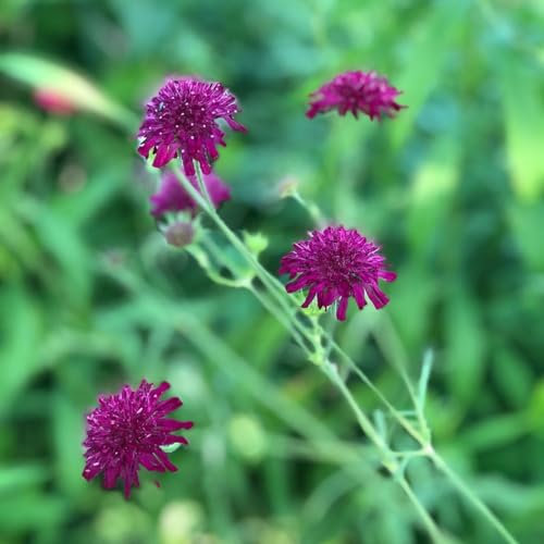 100 piezas semillas sarnosas, Plantas de jardín, plantas de jardín de rocas. (Knautia macedónica) prado de flores, plantas en macetas reales Plantas de balcón, semillas de variedades