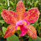 Perenne e brillante: bulbi di orchidea Cymbidium sfusi per piantare professionalmente splendidi espositori da giardino-3 lampadine-D
