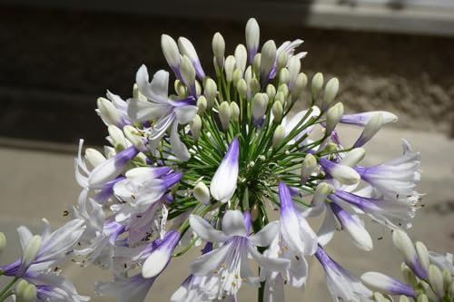 Agapanthus Twister in vaso | Agapanto bianco e blu | vaso quadro 9cm | MY PLANTIS.it | Spedito da ITALIA | agapanto | giglio africano | 1 pianta