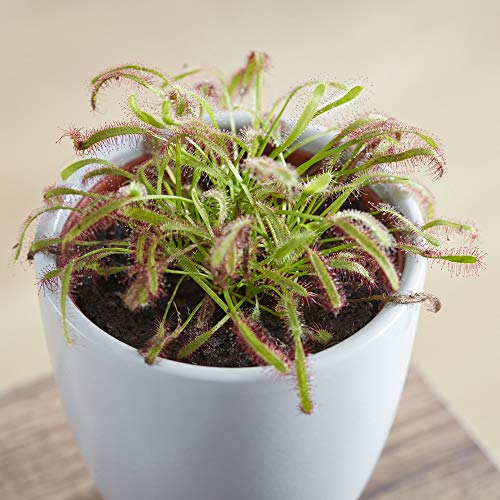 Exotenherz - Sonnentau - Drosera capensis - 9cm Topf