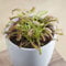 Exotenherz - Sonnentau - Drosera capensis - 9cm Topf