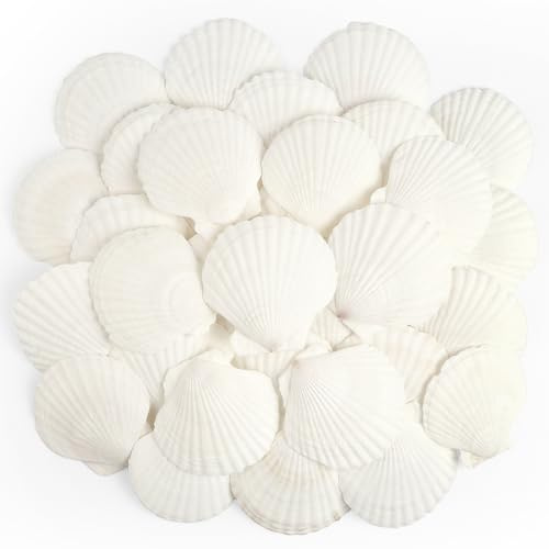 TaoQ C 20 Stück Muscheln Natürliche Muschel, 6CM-8CM Weiße Muschel Jakobs Muschel kleine Muscheln für Handwerk Hochzeit Dekoration Strand Theme Party