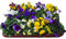 12x Hornveilchen Mix im 9,5cm Topf (Viola cornuta)