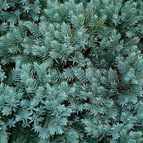 Juniperus Squamata 'Blue Star' Compact Evergreen Conifer Garden Plant in Pot (9cm Pot, 10-20cm)