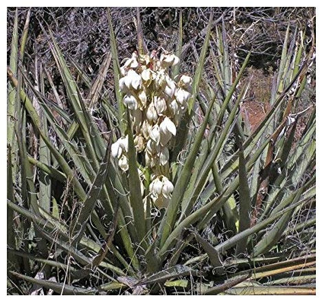 Yucca baccata var. baccata - banane Yucca - Yucca bleu - 5 gra...