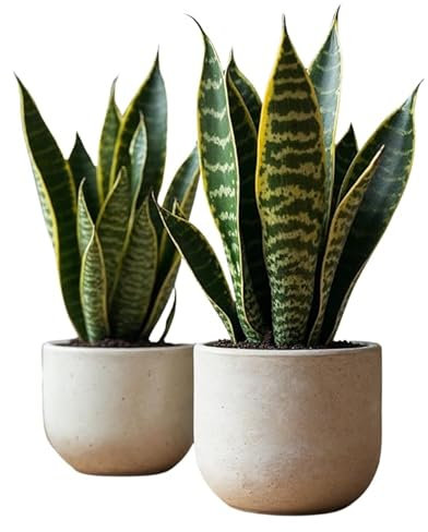 Pack de 2 Plantas Naturales Sansevieria Trifasciata de Interior o Exterior en Maceta Ø12 cm - No incluye Maceta cerámica (Basico)