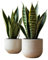 Pack de 2 Plantas Naturales Sansevieria Trifasciata de Interior o Exterior en Maceta Ø12 cm - No incluye Maceta cerámica (Basico)