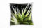 Paul Sinus Art Macro, Natur, Cannabis, Marihuana, grün, schwarz Deko Kissen 40x40cm für Couch Sofa Lounge Zierkissen - Dekoration zum Wohlfühlen