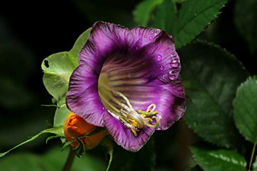 12 Seeds of Cobaea Violet (Cup and Saucer Plant)