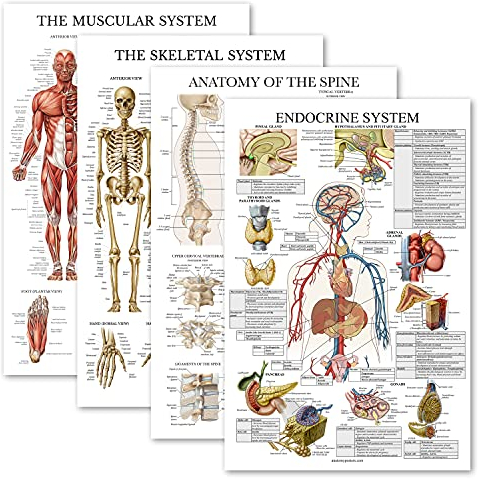 Palace Learning 4er-Pack – Anatomisches Poster-Set – laminiert – Muskulatur, Skelett, Anatomie der Wirbelsäule, endokrine System – Anatomie-Diagramm-Set (laminiert, 45,7 x 68,6 cm)