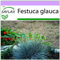 SAFLAX - Festuca azzurra - 50 semi - Festuca glauca