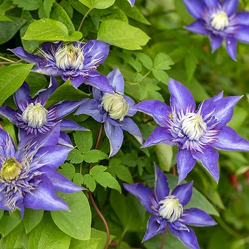 80 pcs clematis winterhart mehrjährig samen - wildblumensamen bienenwiese saatgut bodendecker winterhart mehrjährig samen,Clematis florida, nachhaltige produkte blumenwiese wildflower
