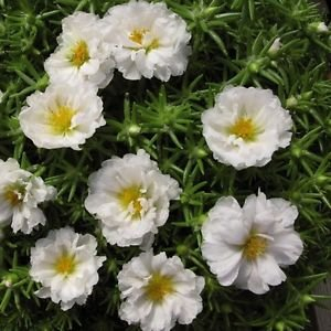 Portulaca Moos Rose Weiß Bodendecker Samen (Portulakröschen) 200 + Seeds